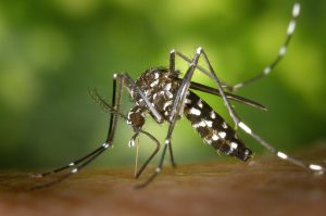 mosquito omaha pest control