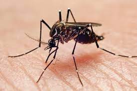 mosquito omaha pest control