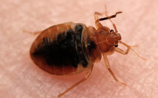 pest-control-omaha-ne-bed-bugs