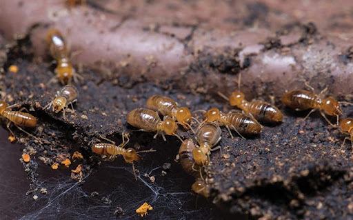 termite Inspection omaha