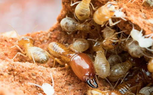 termite inspection omaha