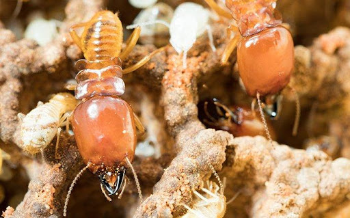 termite pest control omaha